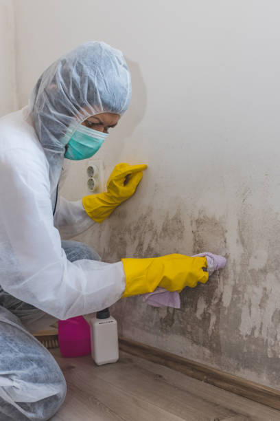Best Post-Remediation Verification Testing  in Barry, IL