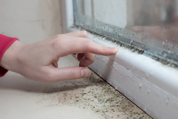 Best Mold Damage Restoration  in Barry, IL